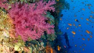 Auf dem Bild sind bunte Korallen und ein Schwarm orangefarbener Fische zu sehen, im Hintergrund ein Taucher
