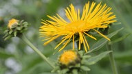 Der Alant hat feine, lange, spitze Blüttenblätter und erinnert so an die Strohblume - ist nur nicht so piecksig.