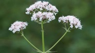 Baldrian wächst in wunderhübschen, dichten, kleinen Blütengruppen.