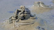 Ausscheidungen eines Wattwurms im Sand.