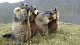 Vier Alpen-Murmeltier (lat.: Marmoto marmota) stehen aufrecht auf einer Bergwiese und fressen Butterkekse.